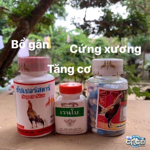 Cách sử dụng thuốc tăng lực cho gà đá đúng cách