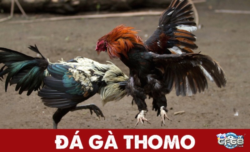 Tìm hiểu thông tin về hình thức đá gà thomo