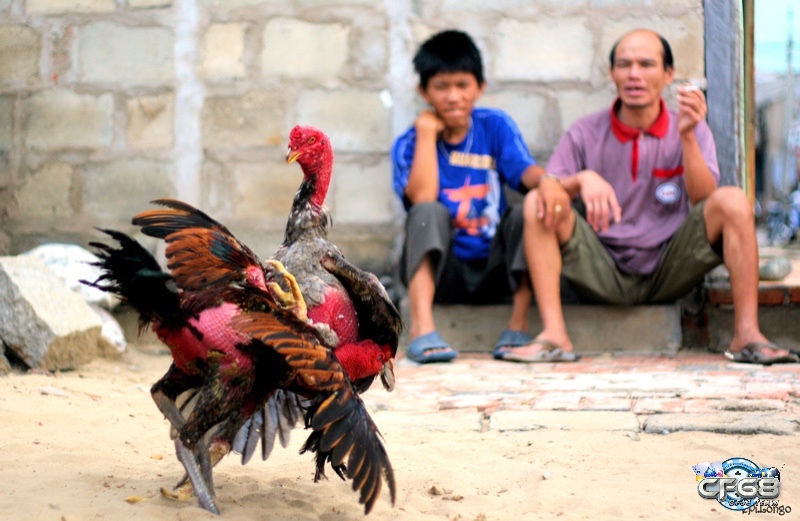 Tìm hiểu những cách chọn gà đá theo màu hiệu quả và thành công