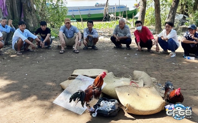 Khám phá các chiến lược chơi đá gà thành công và an toàn cho người chơi