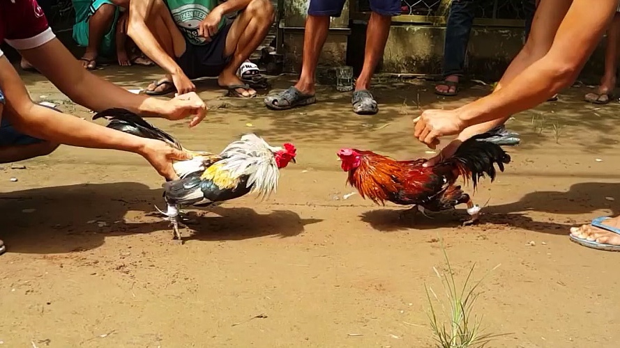 Kỹ thuật đá gà: Những phương pháp chơi đá gà hiệu quả