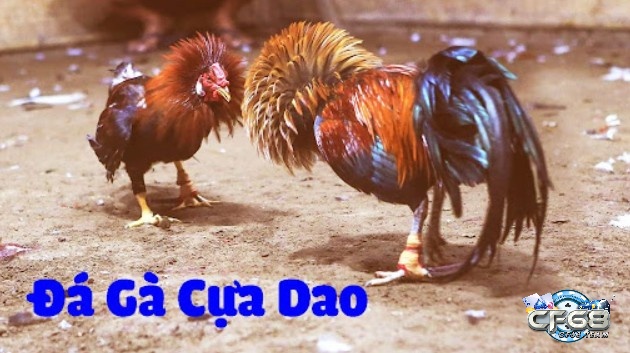 Tìm hiểu thông tin về đá gà cựa dao