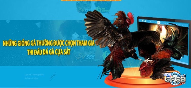 Những giống gà chọi hay dùng trong đá gà cựa sắt