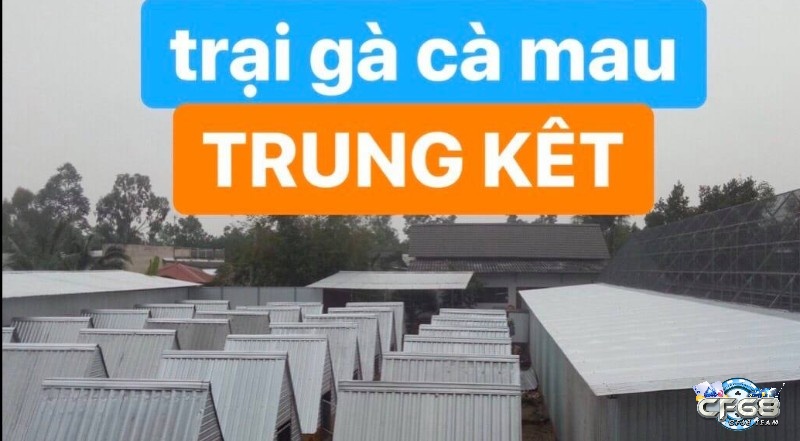 Trại gà Trung Kết - Cà Mau được chia thành nhiều khu vực nhỏ 