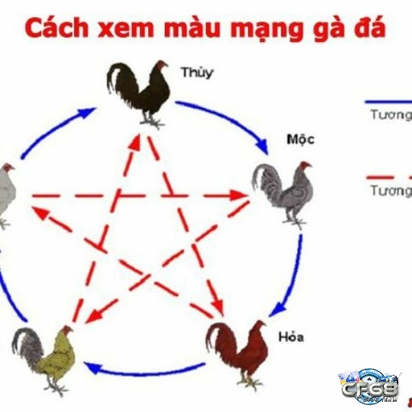 Mạng đá gà với các dạng cơ bản theo màu lông và ngũ hành