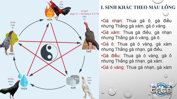 Mạng đá gà là gì?